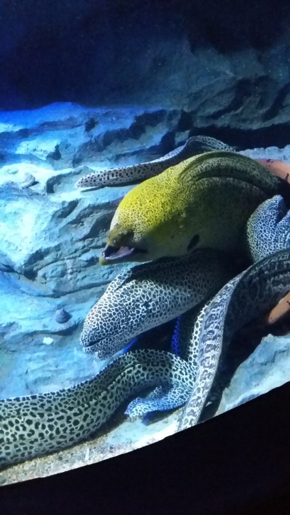 sea aquarium resorts world sentosa singapore