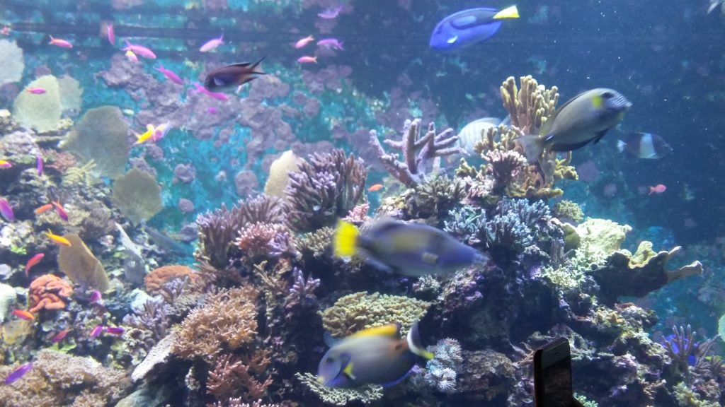 sea aquarium resorts world sentosa singapore