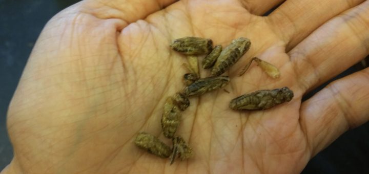 crispy small crickets bangkok thailand