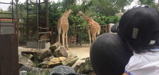 zoo negara review 2018