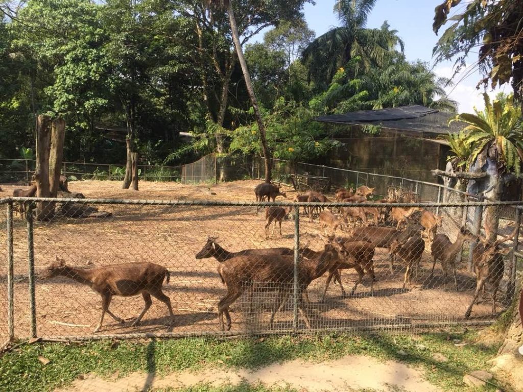 zoo negara review 2018