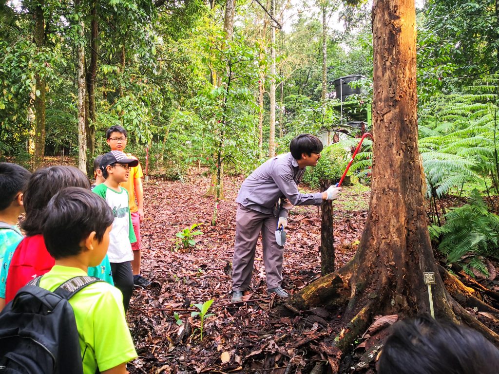 Decomposers Detritivores rimba ilmu young explorer universiti malaya