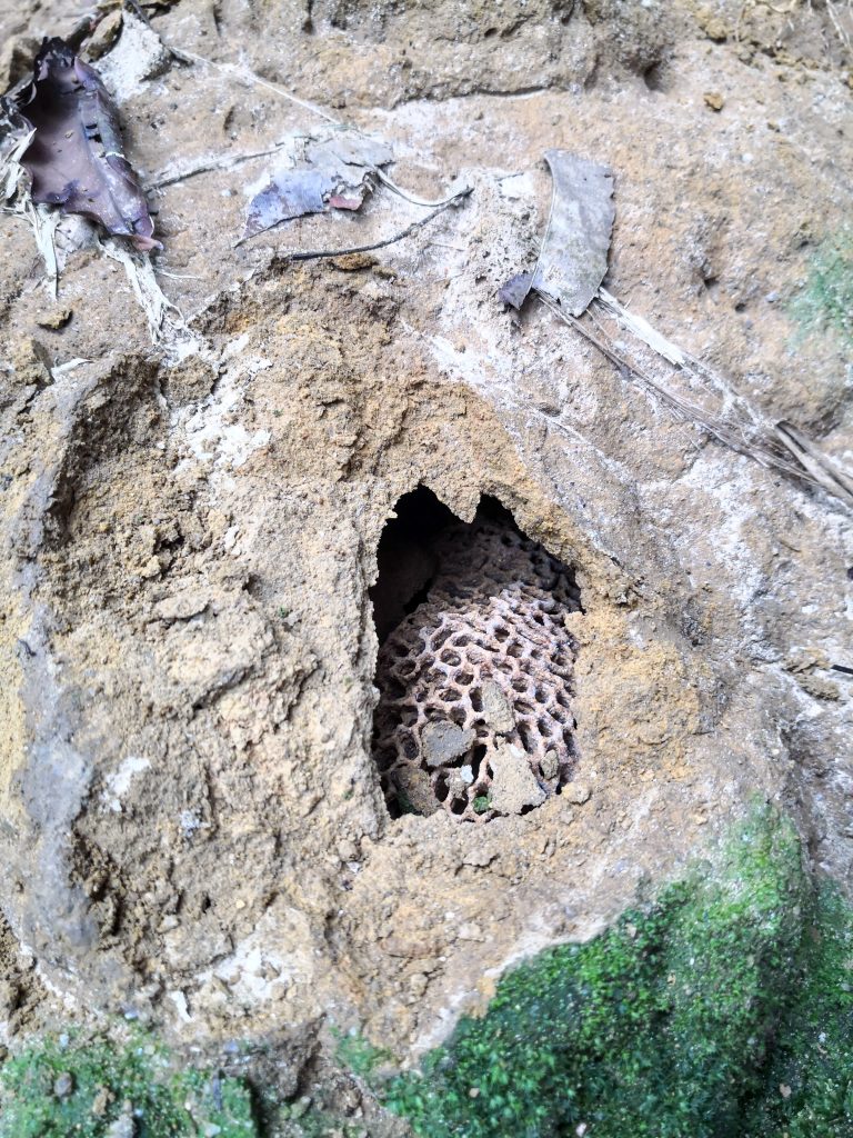 Decomposers Detritivores rimba ilmu young explorer universiti malaya