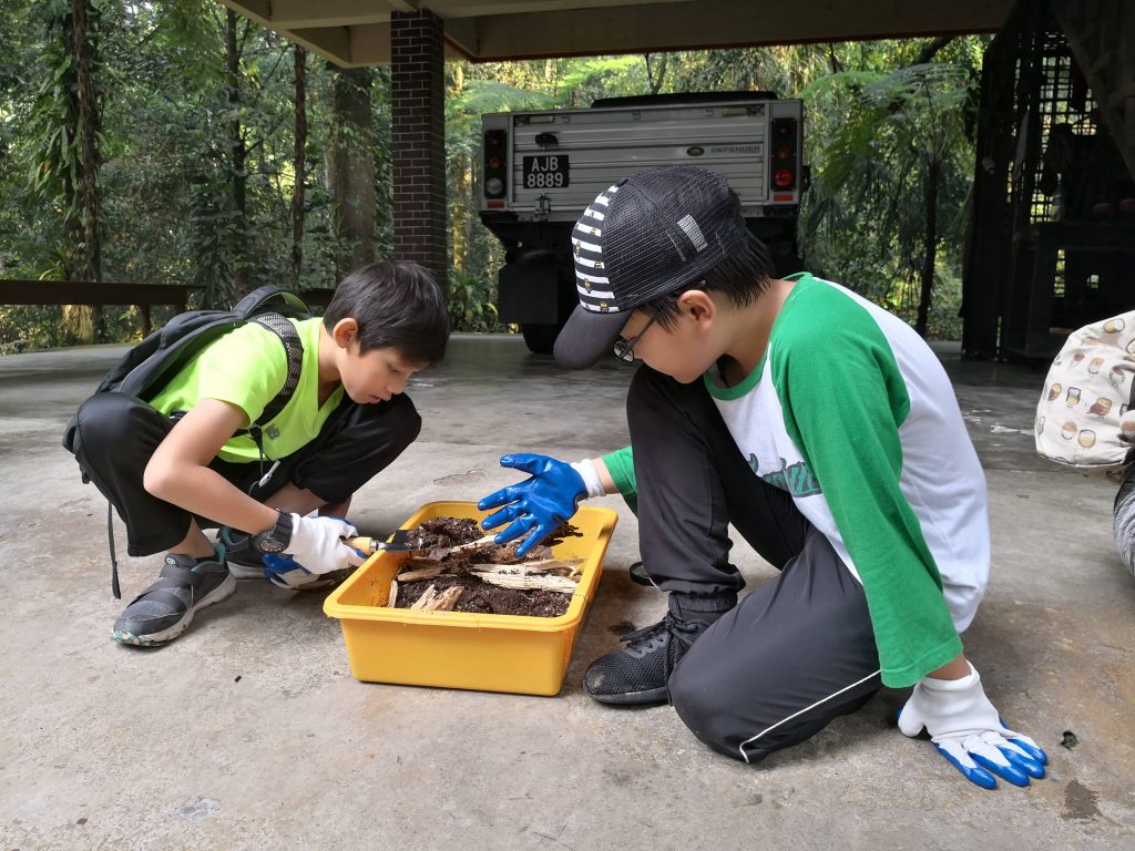 Decomposers Detritivores rimba ilmu young explorer universiti malaya