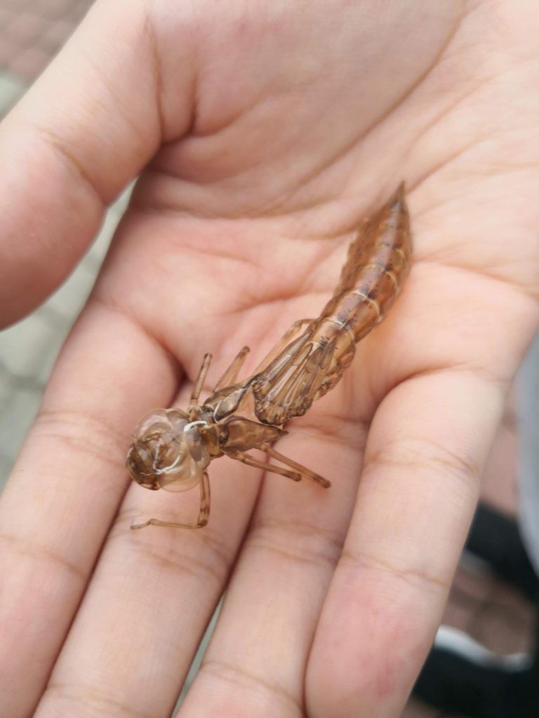 Decomposers Detritivores rimba ilmu young explorer universiti malaya