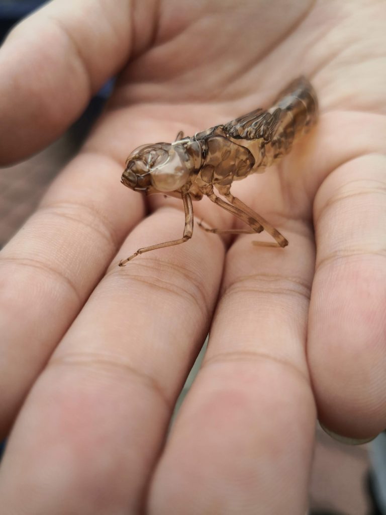 Decomposers Detritivores rimba ilmu young explorer universiti malaya